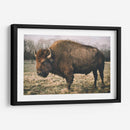 Bisonte Solitario Iv - Adam Mead | Cuadro decorativo de Canvas Lab