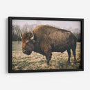 Bisonte Solitario Iv - Adam Mead | Cuadro decorativo de Canvas Lab