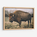 Bisonte Solitario Iv - Adam Mead | Cuadro decorativo de Canvas Lab