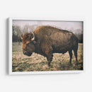Bisonte Solitario Iv - Adam Mead | Cuadro decorativo de Canvas Lab