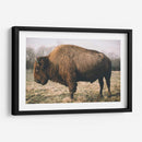 Bisonte Solitario V - Adam Mead | Cuadro decorativo de Canvas Lab