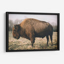 Bisonte Solitario V - Adam Mead | Cuadro decorativo de Canvas Lab