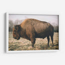 Bisonte Solitario V - Adam Mead | Cuadro decorativo de Canvas Lab