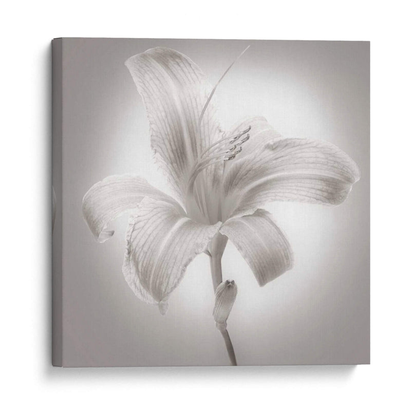 Tiger Lily I - James McLoughlin | Cuadro decorativo de Canvas Lab