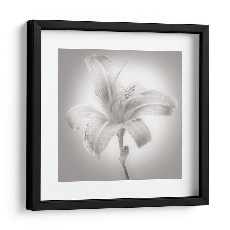 Tiger Lily I - James McLoughlin | Cuadro decorativo de Canvas Lab