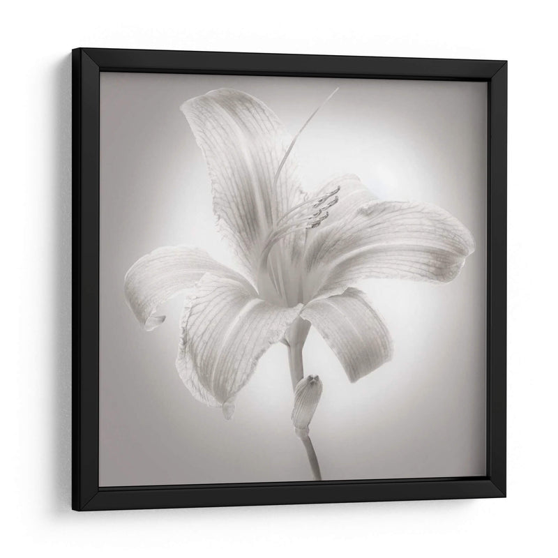 Tiger Lily I - James McLoughlin | Cuadro decorativo de Canvas Lab