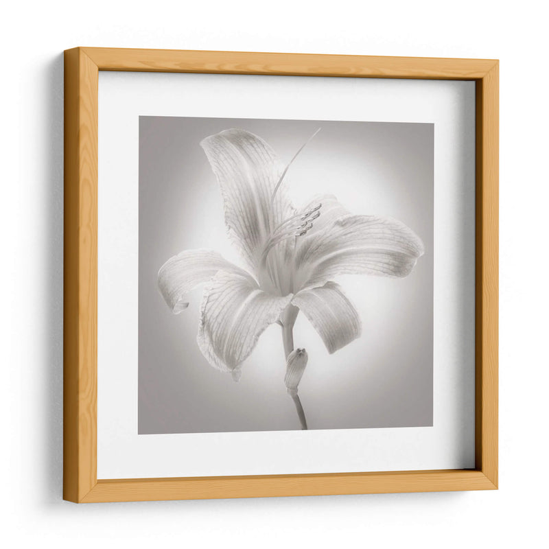 Tiger Lily I - James McLoughlin | Cuadro decorativo de Canvas Lab