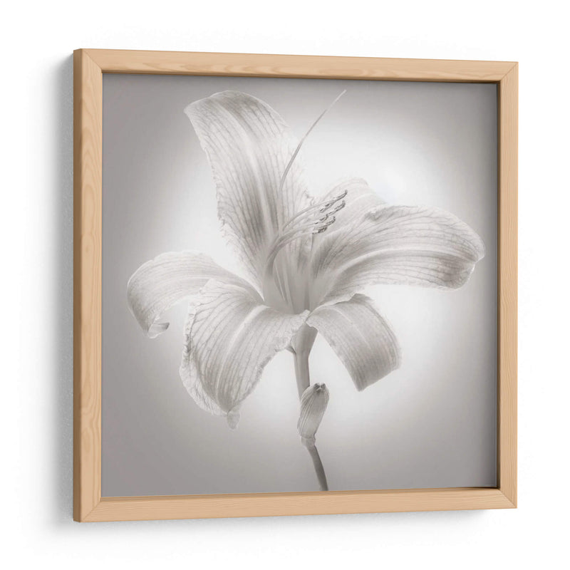 Tiger Lily I - James McLoughlin | Cuadro decorativo de Canvas Lab