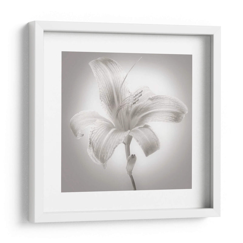 Tiger Lily I - James McLoughlin | Cuadro decorativo de Canvas Lab