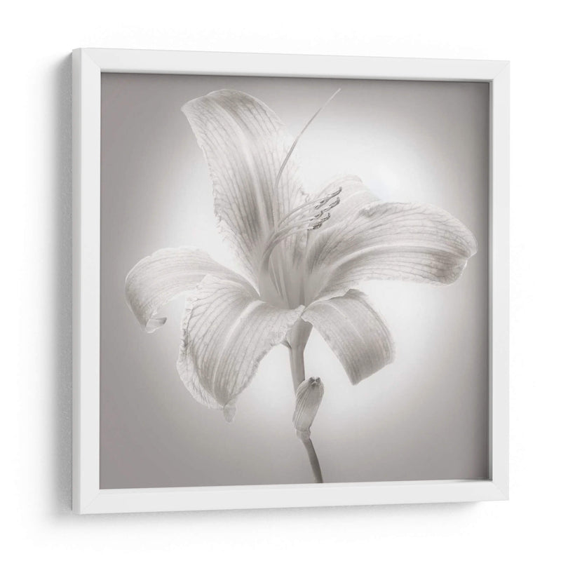 Tiger Lily I - James McLoughlin | Cuadro decorativo de Canvas Lab