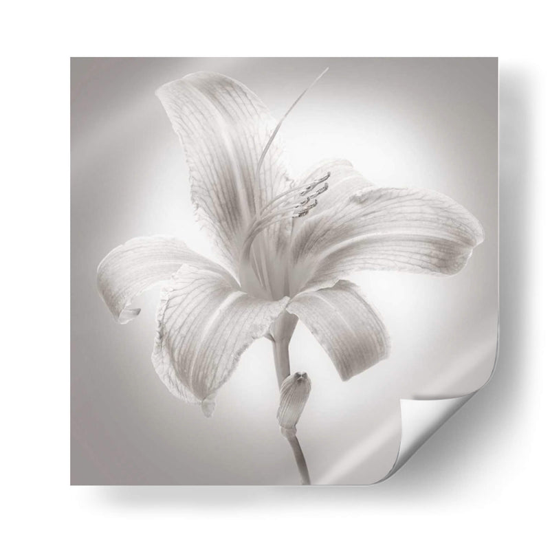 Tiger Lily I - James McLoughlin | Cuadro decorativo de Canvas Lab