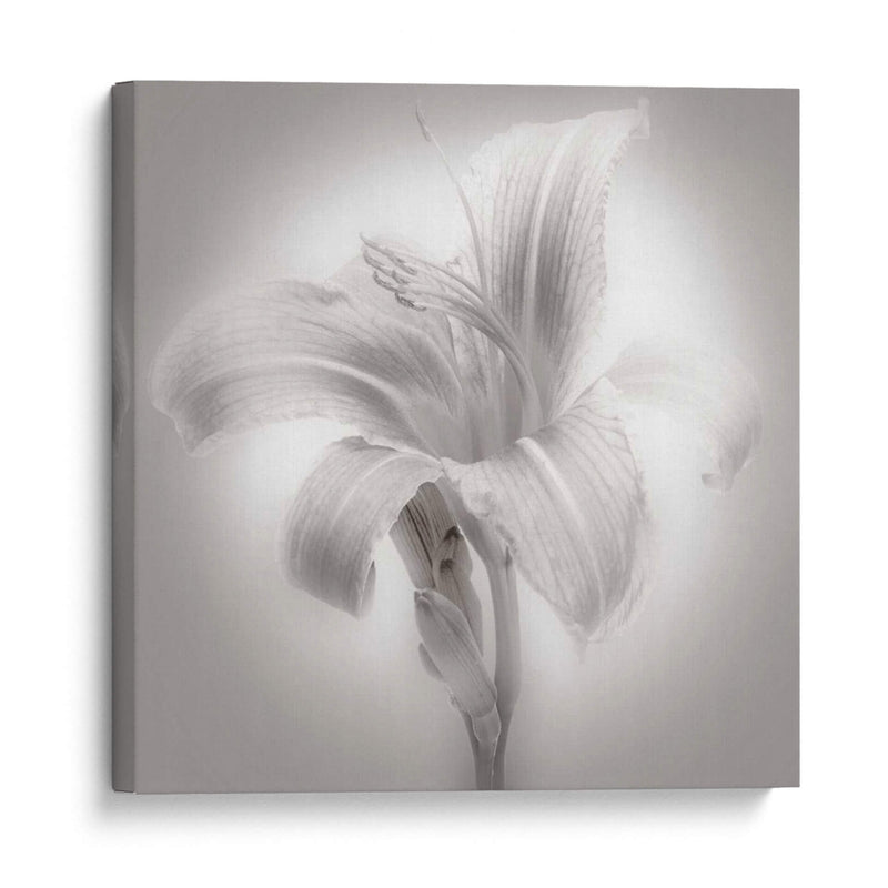 Tiger Lily Ii - James McLoughlin | Cuadro decorativo de Canvas Lab