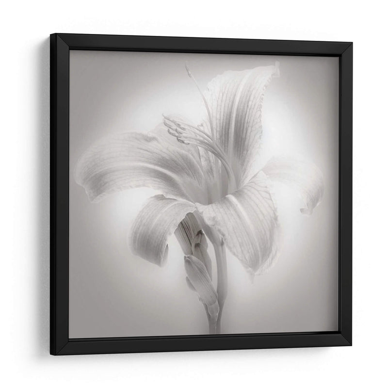 Tiger Lily Ii - James McLoughlin | Cuadro decorativo de Canvas Lab