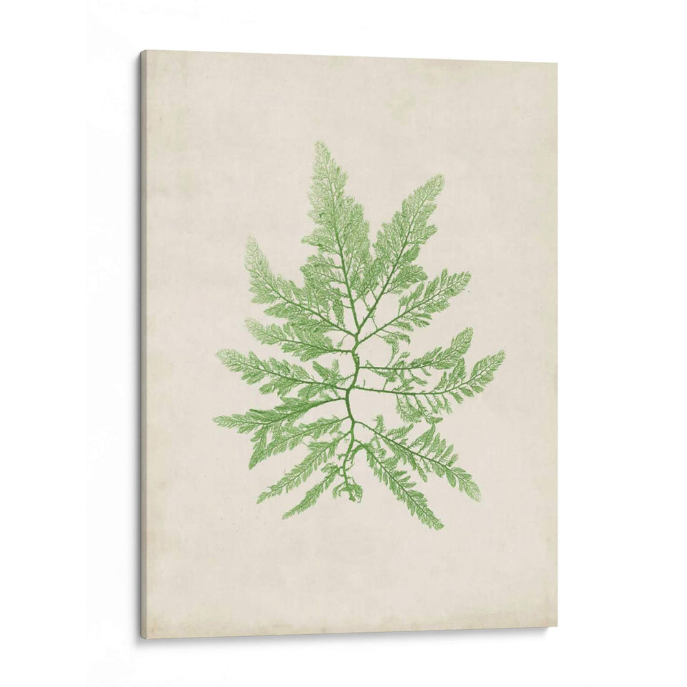 Peridot Seaweed Ii - Vision Studio | Cuadro decorativo de Canvas Lab