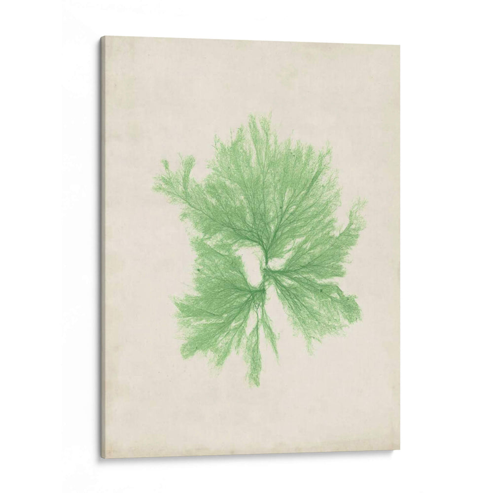 Peridot Seaweed Iii - Vision Studio | Cuadro decorativo de Canvas Lab