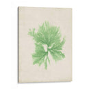 Peridot Seaweed Iii - Vision Studio | Cuadro decorativo de Canvas Lab