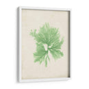 Peridot Seaweed Iii - Vision Studio | Cuadro decorativo de Canvas Lab