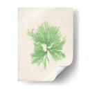 Peridot Seaweed Iii - Vision Studio | Cuadro decorativo de Canvas Lab