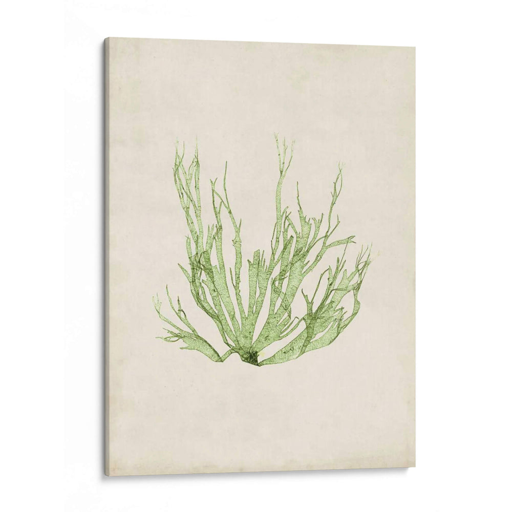 Peridot Seaweed Iv - Vision Studio | Cuadro decorativo de Canvas Lab