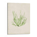 Peridot Seaweed Iv - Vision Studio | Cuadro decorativo de Canvas Lab