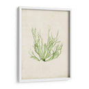 Peridot Seaweed Iv - Vision Studio | Cuadro decorativo de Canvas Lab