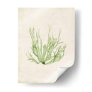 Peridot Seaweed Iv - Vision Studio | Cuadro decorativo de Canvas Lab