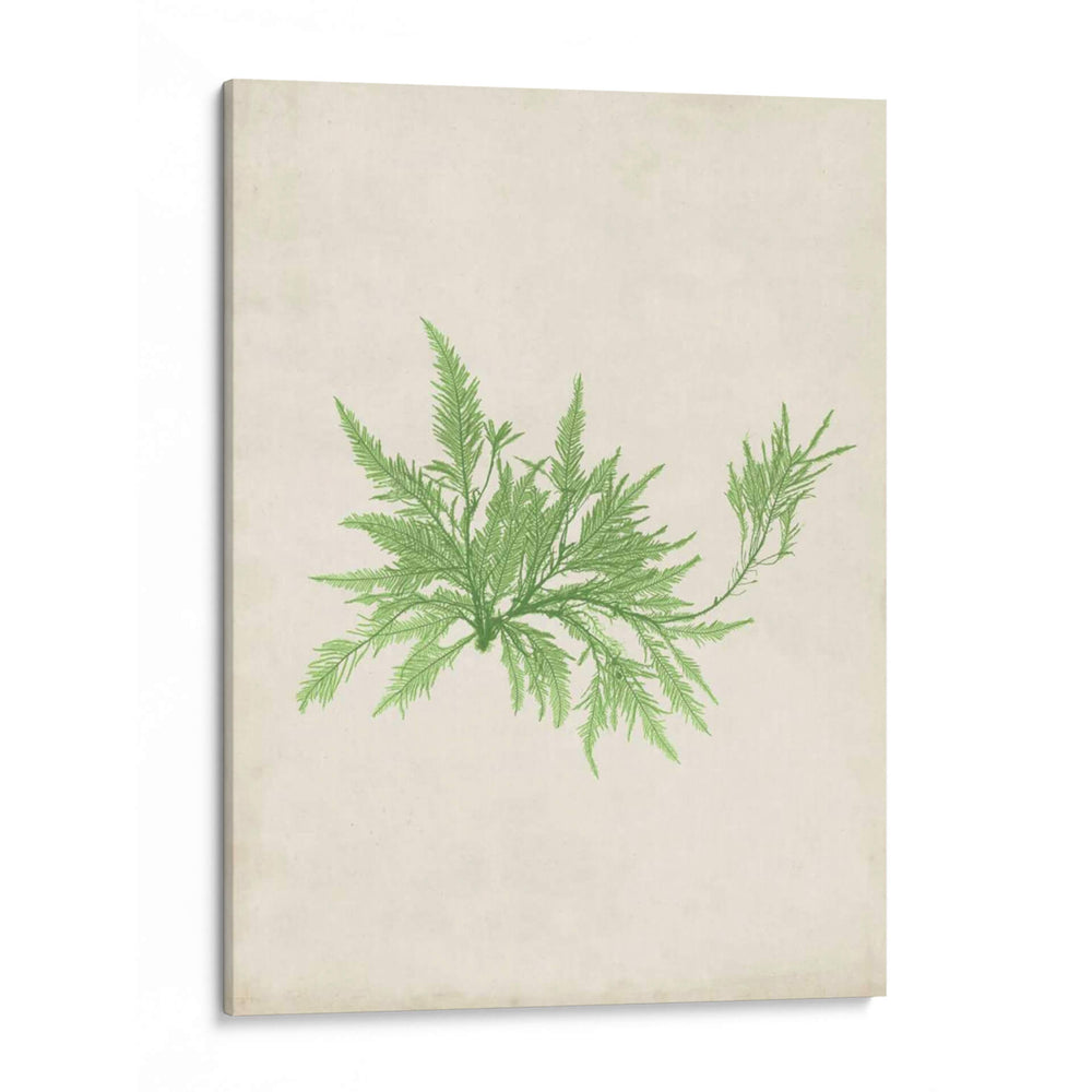 Peridot Seaweed V - Vision Studio | Cuadro decorativo de Canvas Lab