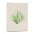 Peridot Seaweed Vi - Vision Studio | Cuadro decorativo de Canvas Lab