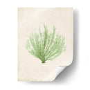 Peridot Seaweed Vi - Vision Studio | Cuadro decorativo de Canvas Lab