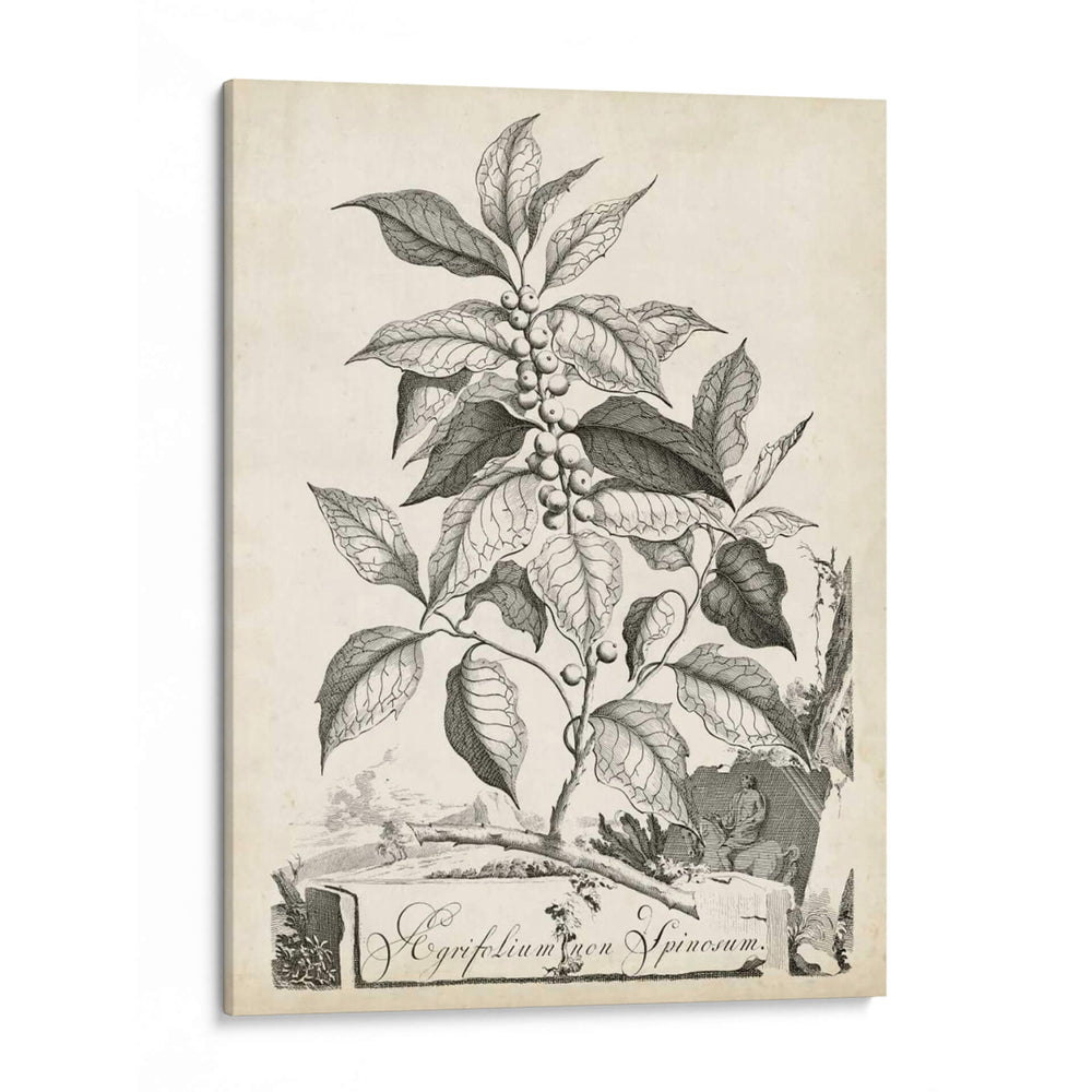 Scenic Botanical Iii - Abraham Munting | Cuadro decorativo de Canvas Lab