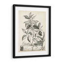 Scenic Botanical Iii - Abraham Munting | Cuadro decorativo de Canvas Lab
