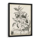 Scenic Botanical Iii - Abraham Munting | Cuadro decorativo de Canvas Lab