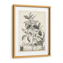 Scenic Botanical Iii - Abraham Munting | Cuadro decorativo de Canvas Lab