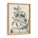 Scenic Botanical Iii - Abraham Munting | Cuadro decorativo de Canvas Lab