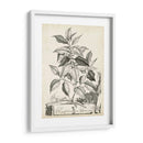 Scenic Botanical Iii - Abraham Munting | Cuadro decorativo de Canvas Lab
