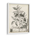 Scenic Botanical Iii - Abraham Munting | Cuadro decorativo de Canvas Lab