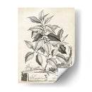 Scenic Botanical Iii - Abraham Munting | Cuadro decorativo de Canvas Lab