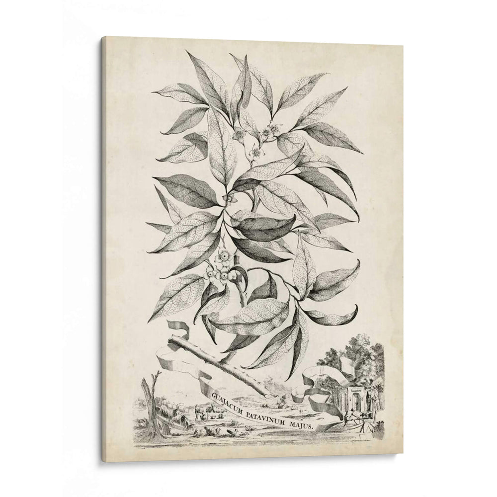 Escénico Botánico Iv - Abraham Munting | Cuadro decorativo de Canvas Lab