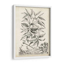 Escénico Botánico Iv - Abraham Munting | Cuadro decorativo de Canvas Lab