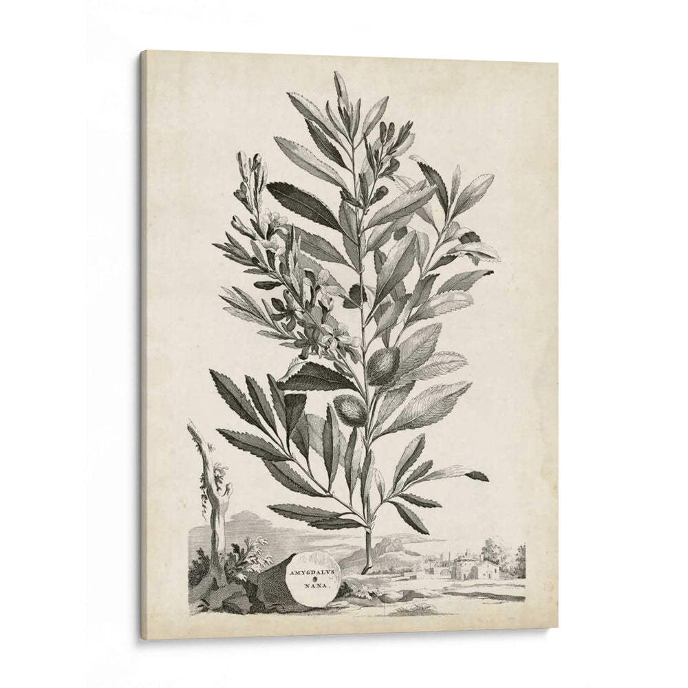 Paisaje Botánico Vi - Abraham Munting | Cuadro decorativo de Canvas Lab