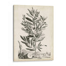 Paisaje Botánico Vi - Abraham Munting | Cuadro decorativo de Canvas Lab