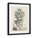 Paisaje Botánico Vi - Abraham Munting | Cuadro decorativo de Canvas Lab