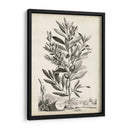 Paisaje Botánico Vi - Abraham Munting | Cuadro decorativo de Canvas Lab