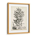 Paisaje Botánico Vi - Abraham Munting | Cuadro decorativo de Canvas Lab