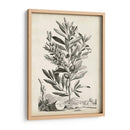 Paisaje Botánico Vi - Abraham Munting | Cuadro decorativo de Canvas Lab