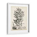 Paisaje Botánico Vi - Abraham Munting | Cuadro decorativo de Canvas Lab