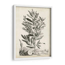 Paisaje Botánico Vi - Abraham Munting | Cuadro decorativo de Canvas Lab
