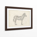 Boceto De Cebra - Ethan Harper | Cuadro decorativo de Canvas Lab