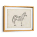 Boceto De Cebra - Ethan Harper | Cuadro decorativo de Canvas Lab