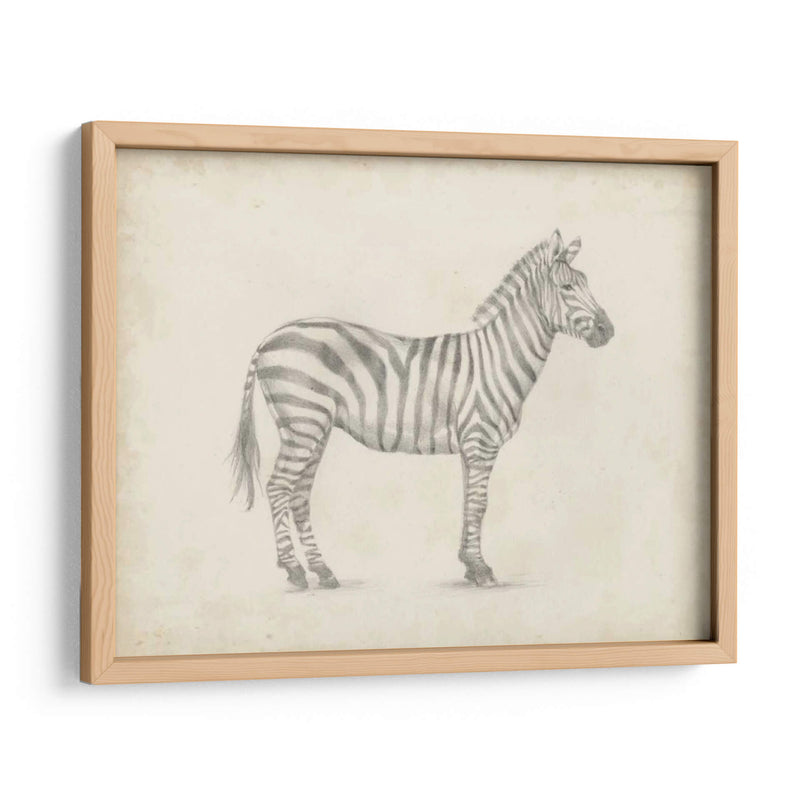 Boceto De Cebra - Ethan Harper | Cuadro decorativo de Canvas Lab
